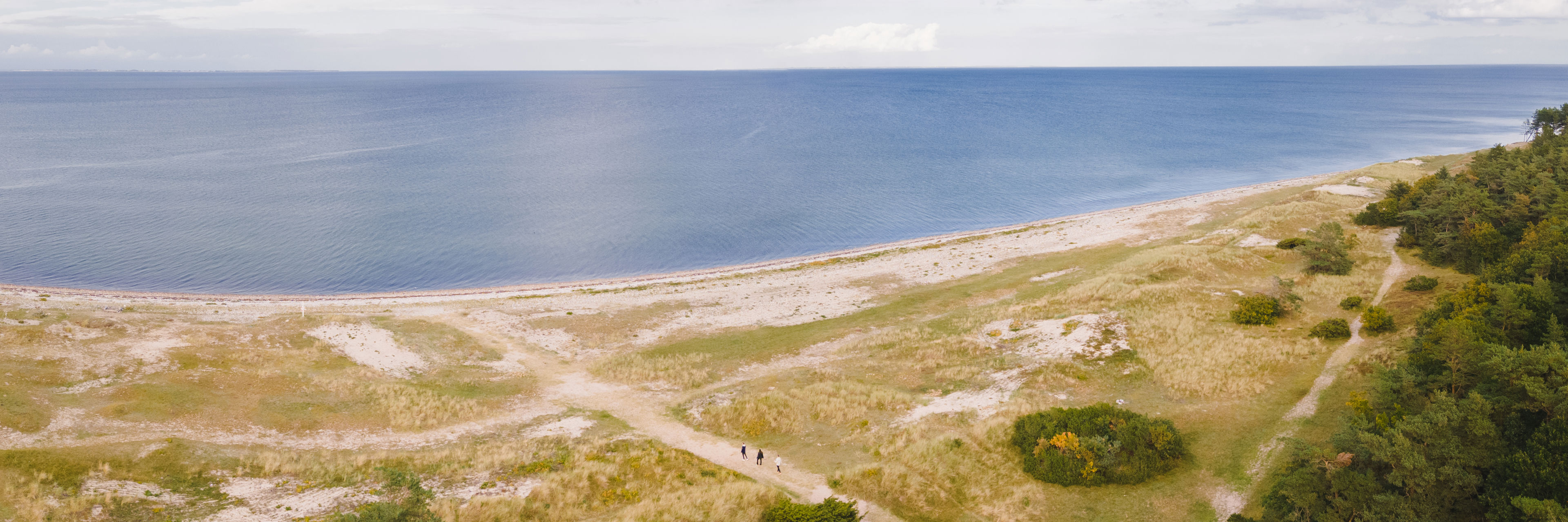 Dronebillede fra Flyvesandet, hvor kyst og skov møder hinanden.