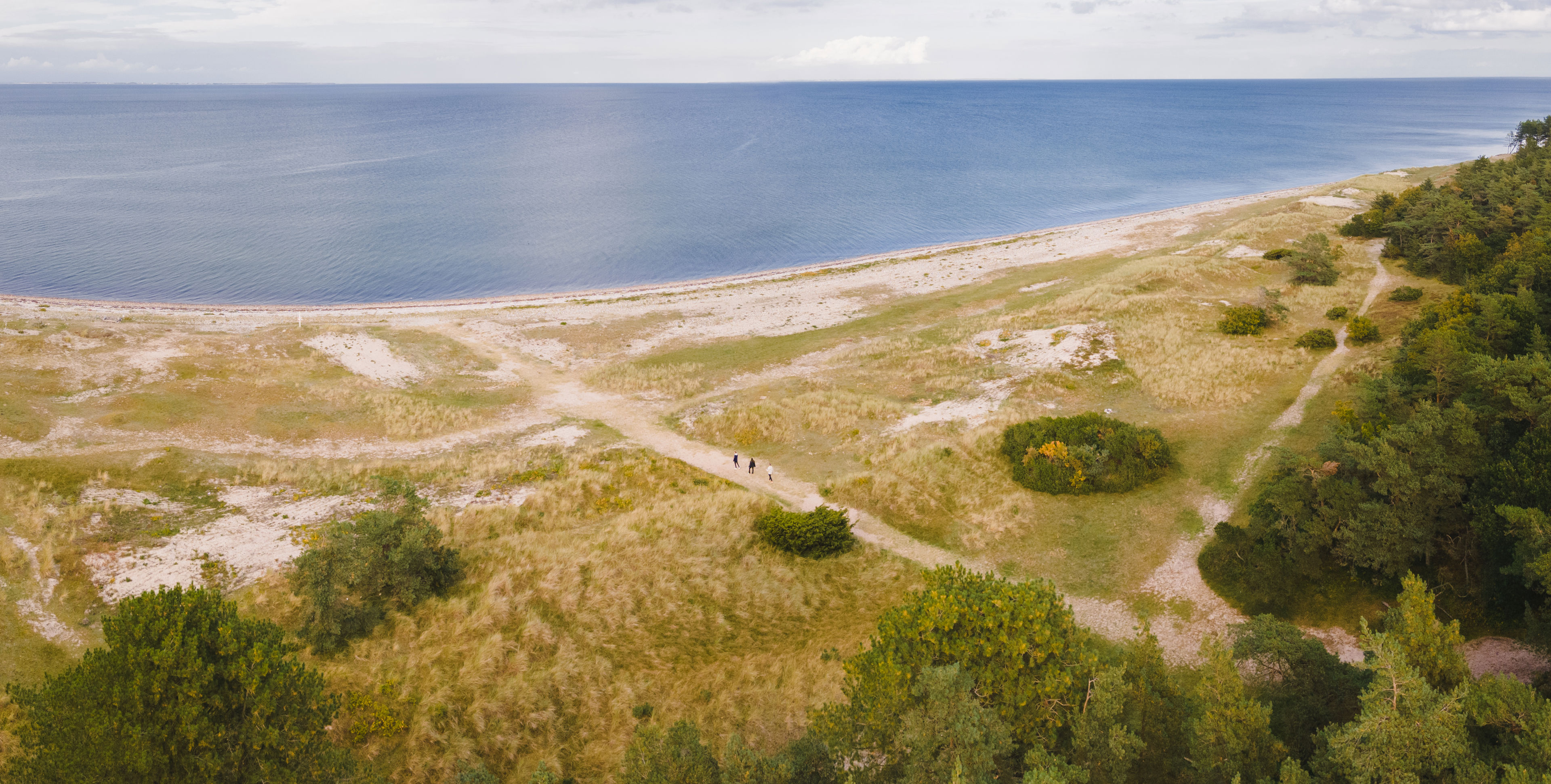 Dronebillede fra Flyvesandet, hvor kyst og skov møder hinanden.