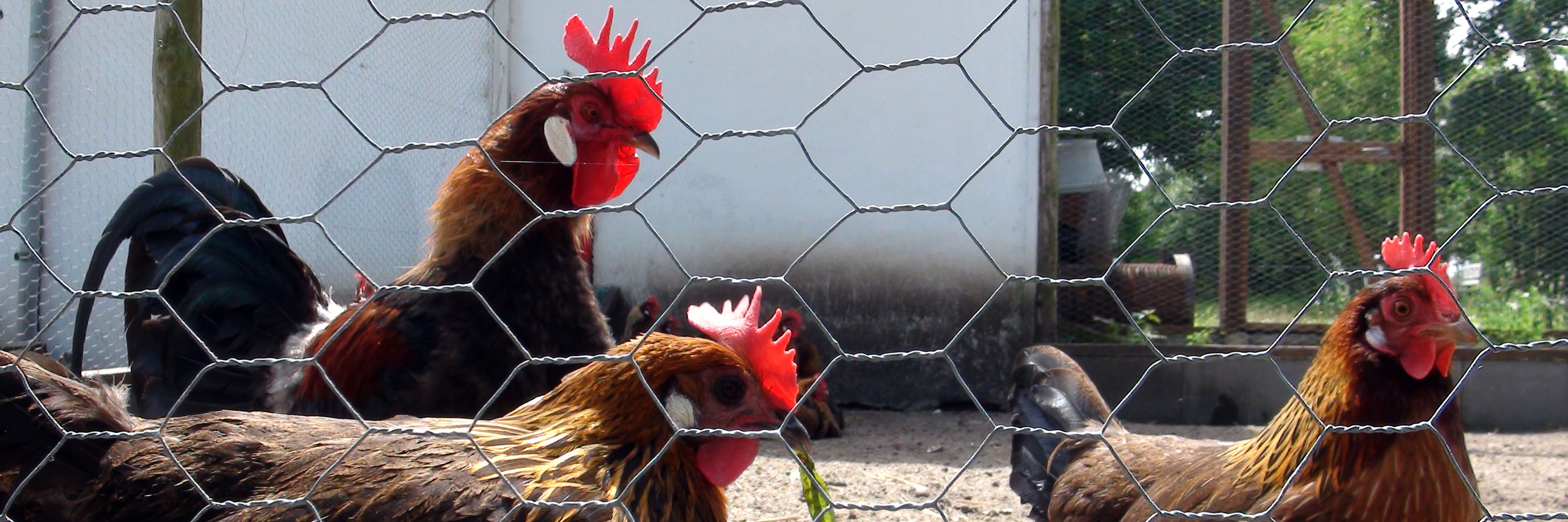Høns i hønsegård
