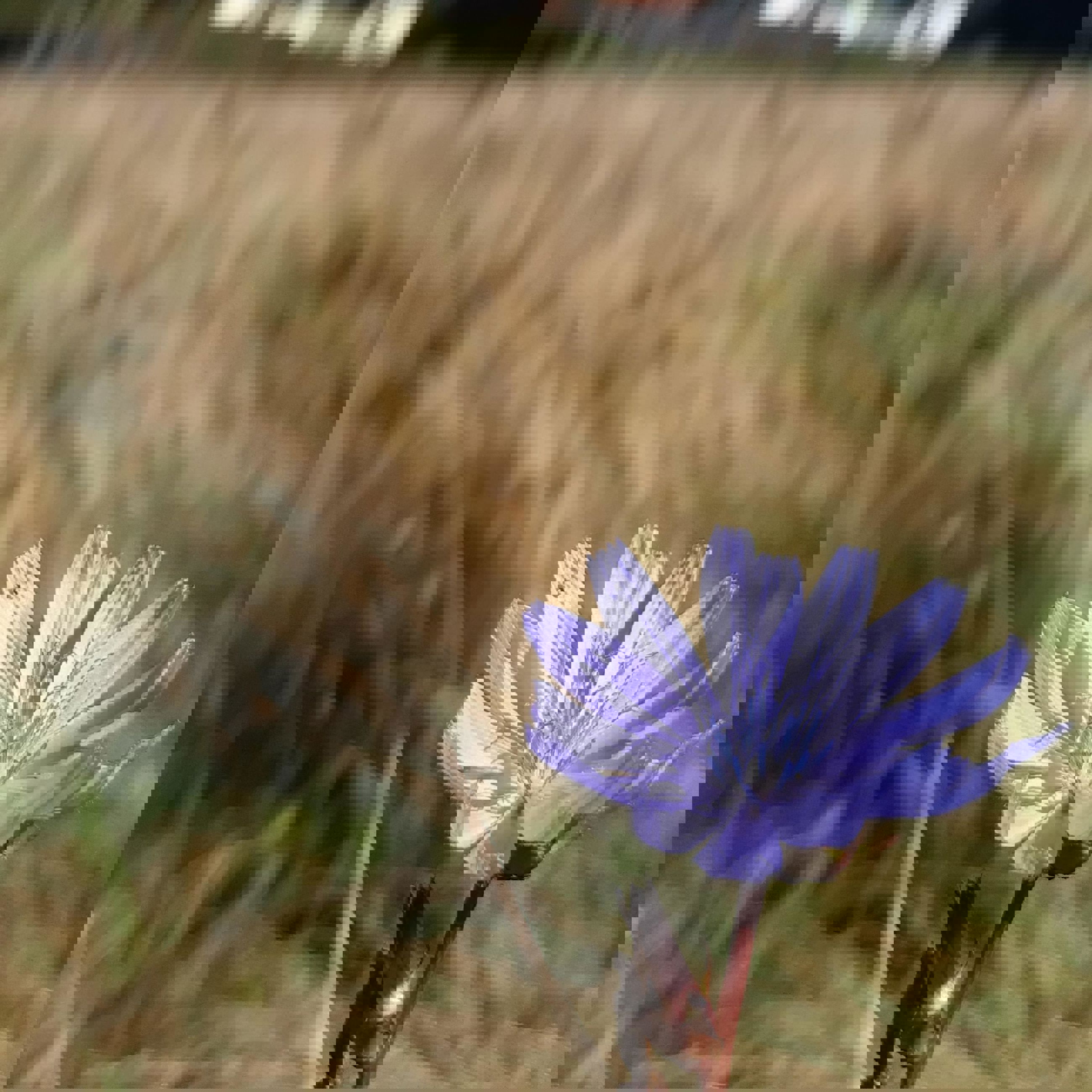Cikorie foran Søndersø Kirke