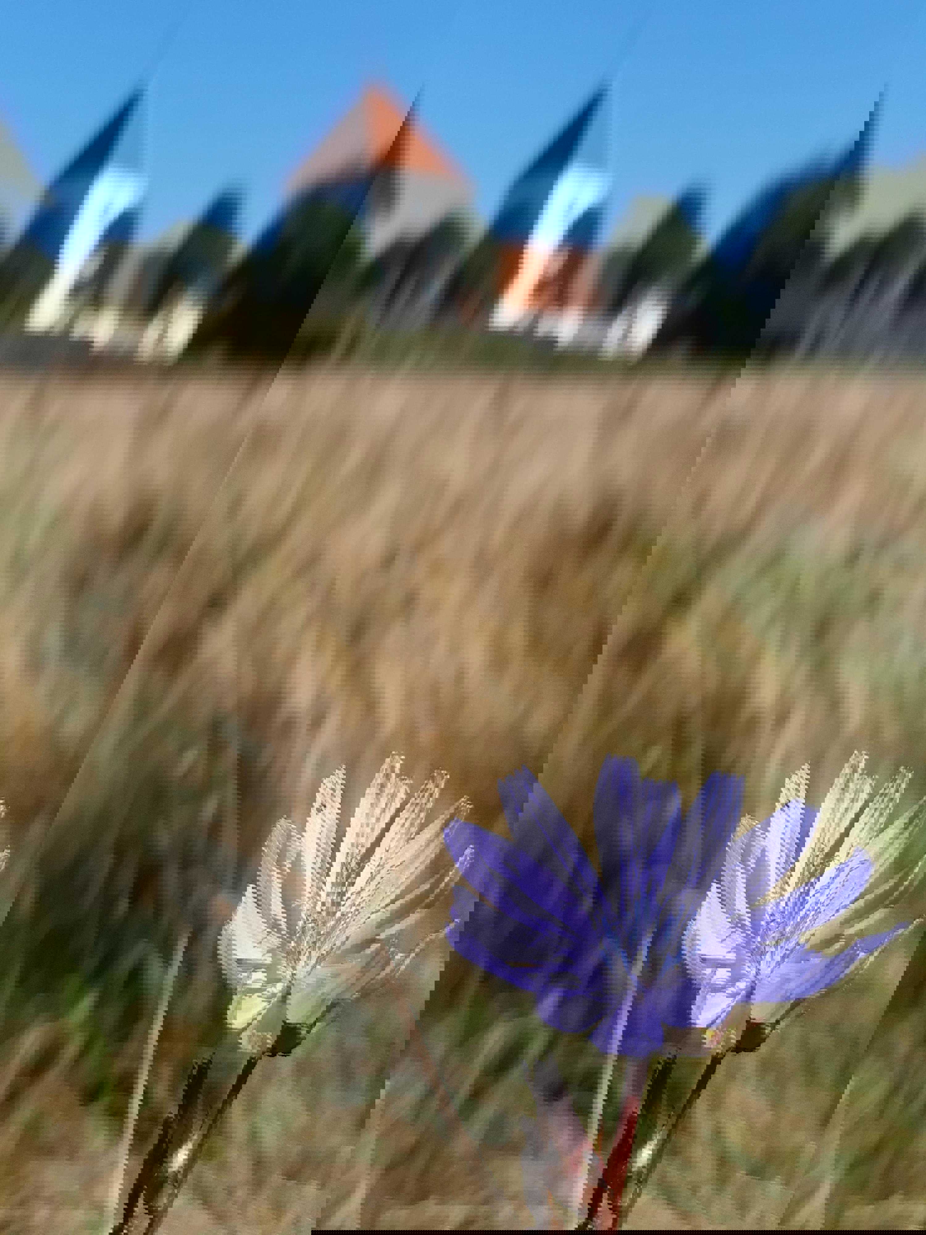 Cikorie foran Søndersø Kirke