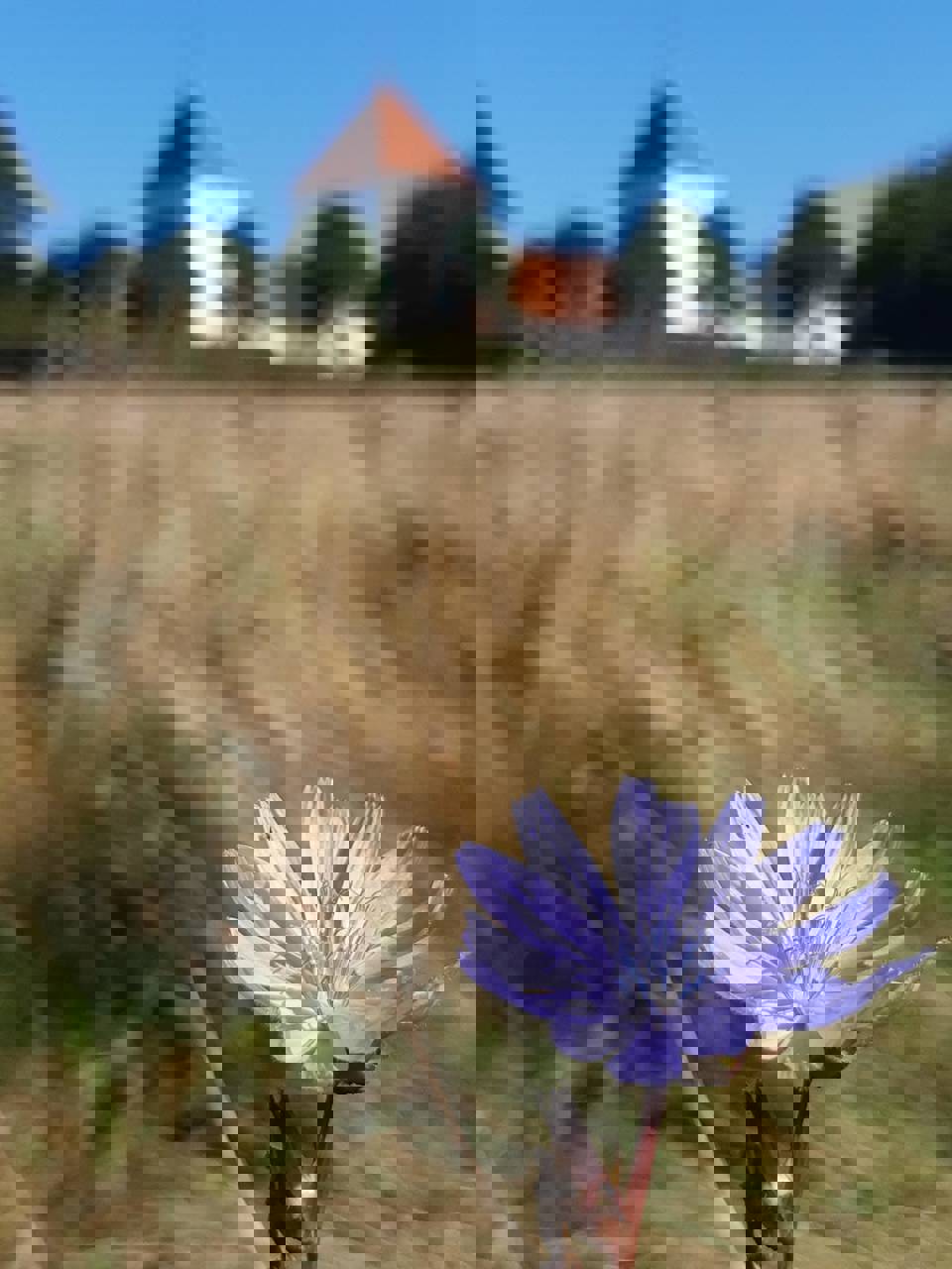 Cikorie foran Søndersø Kirke