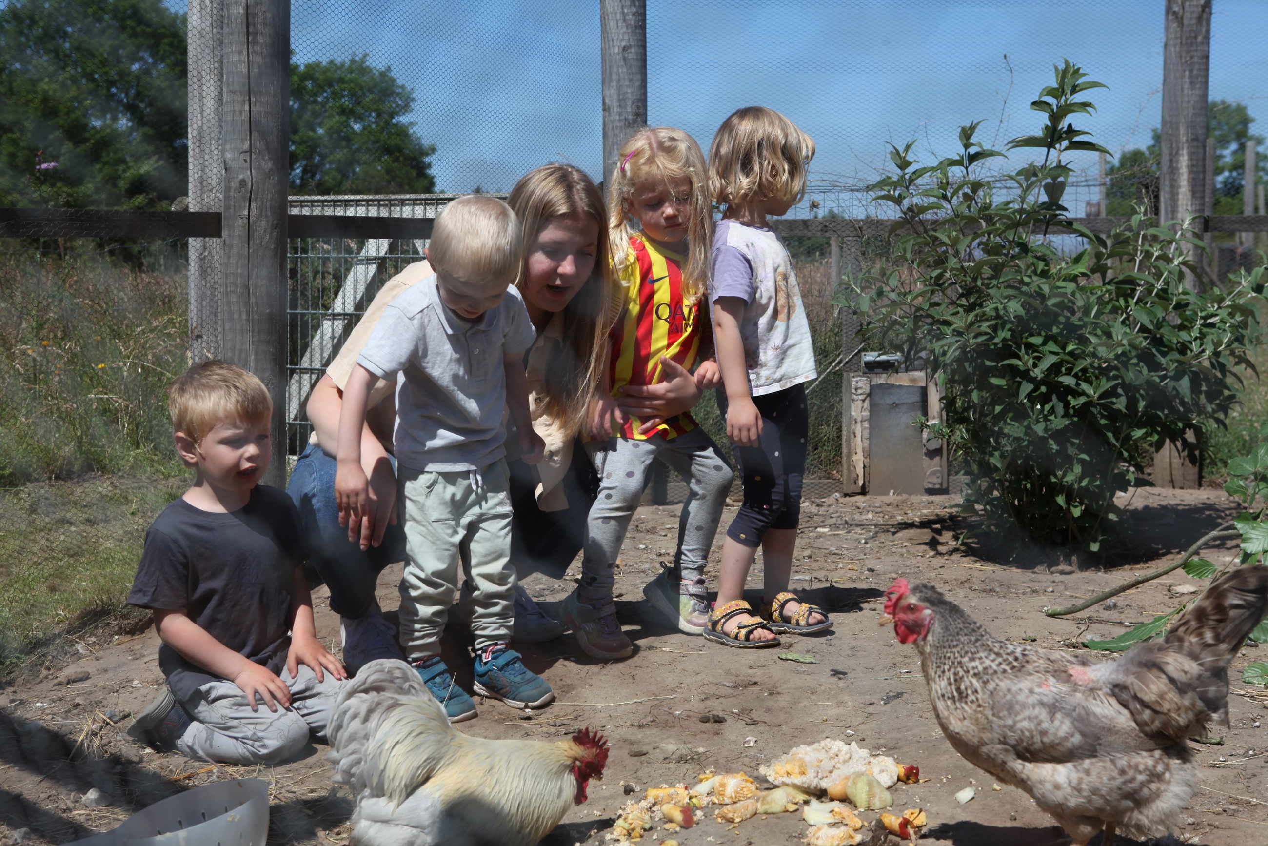Billede af børnehavebørn og pædagog, der fodrer høns i hønsehuset i børnehuset 'Spirevippen' i Skovby.
