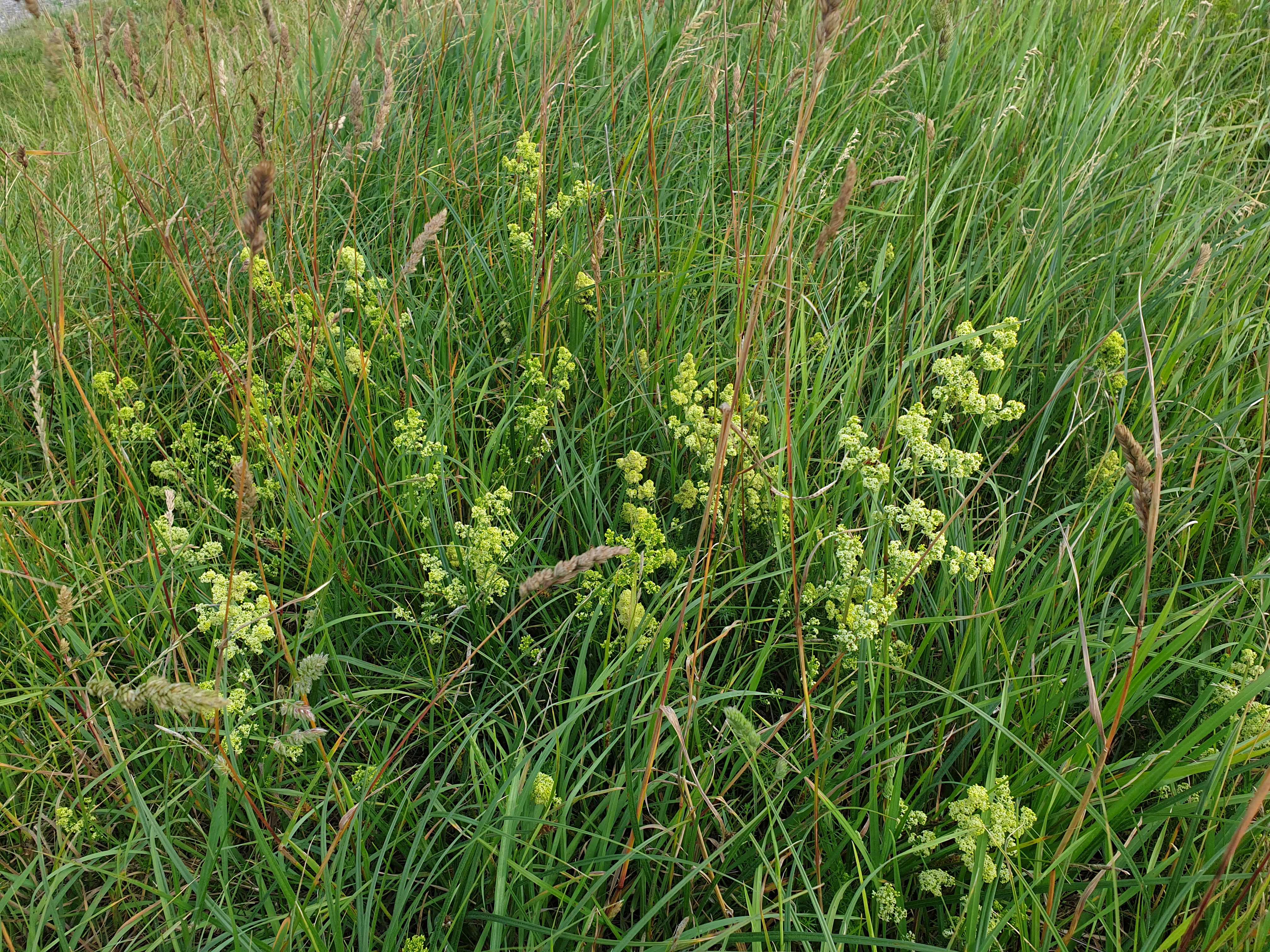 Gul Snerre ved Fuglsang