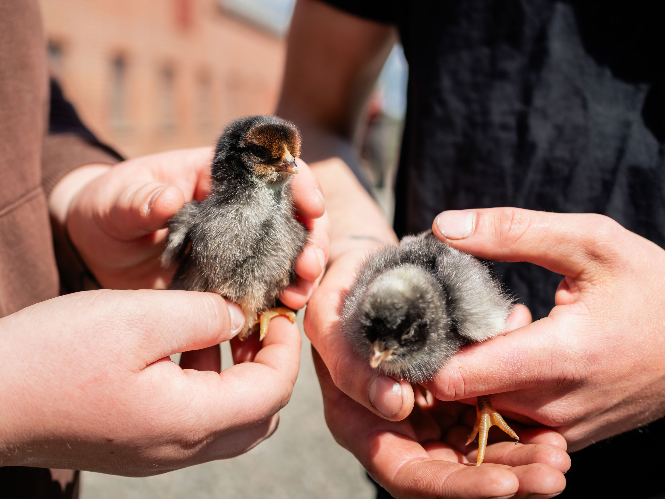 Billede af par, der holder to kyllinger i hænderne.