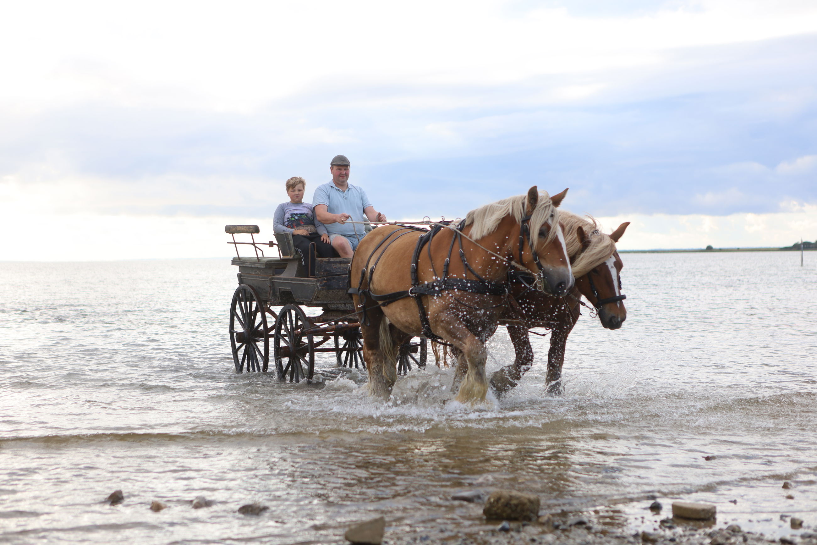 Billede af en far og søn på hestevognstur ved "vadehavet" ved Nørreby Hals.