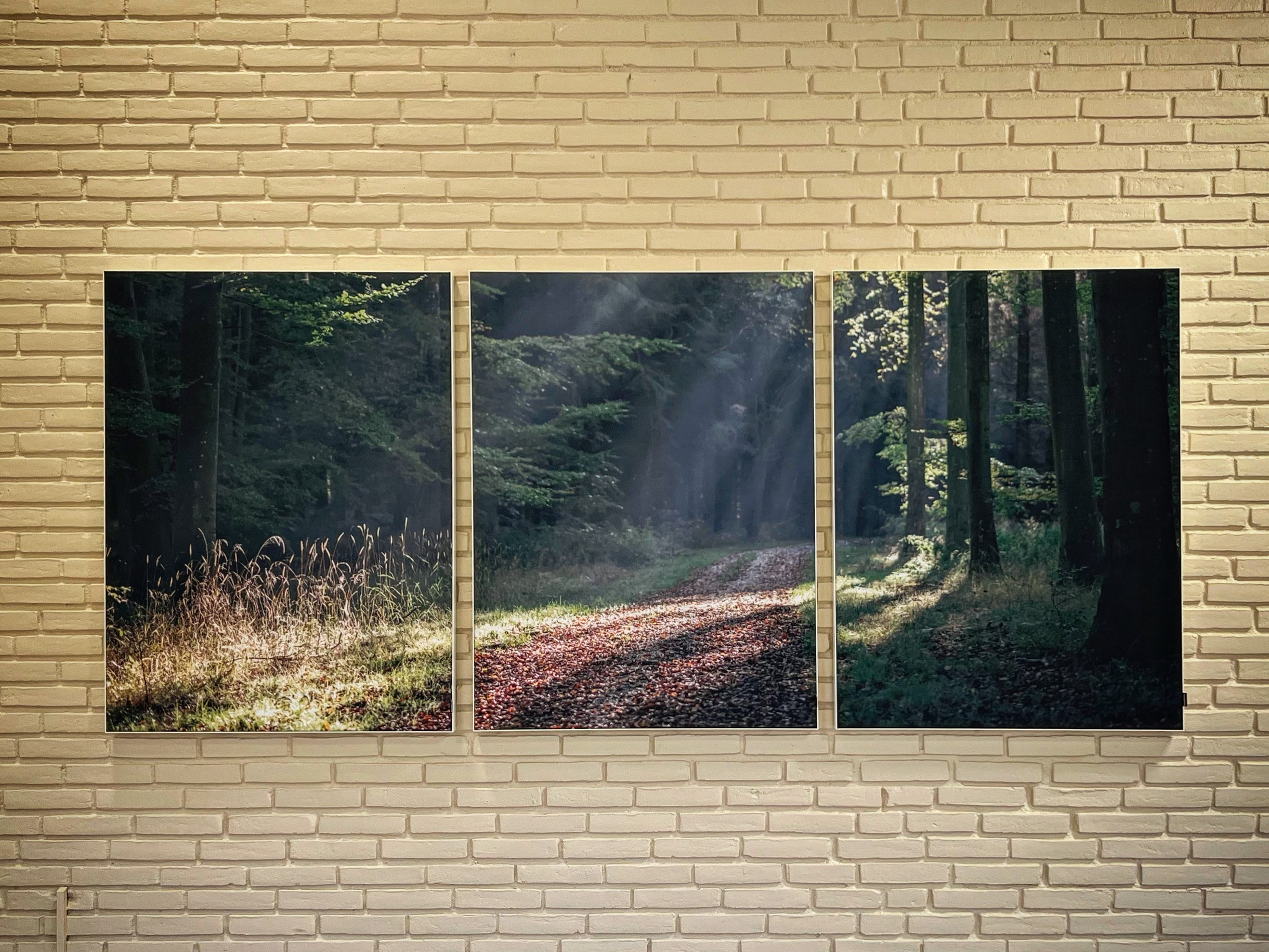 ”Skovvej på Nordfyn i morgenlyset” 