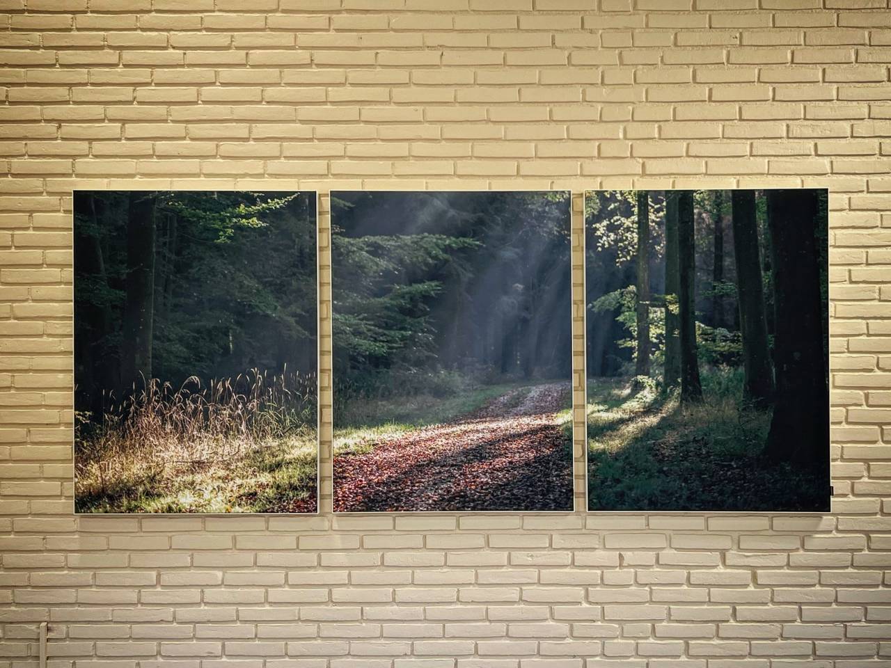 ”Skovvej på Nordfyn i morgenlyset”